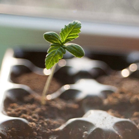 Viable Flowering Hemp Seed